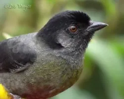 Pselliophorus tibialis