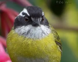 Chlorospingus pileatus