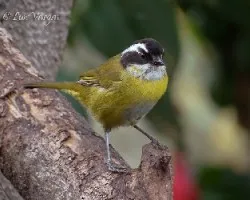 Chlorospingus pileatus