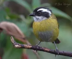 Chlorospingus pileatus