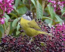 Chlorospingus pileatus