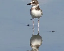 Charadrius wilsonia