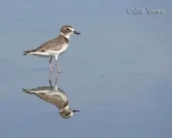 Charadrius wilsonia