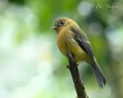 Mitrephanes phaeocercus