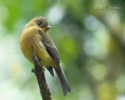 Mitrephanes phaeocercus