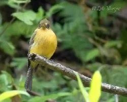 Mitrephanes phaeocercus