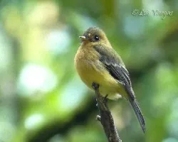 Mitrephanes phaeocercus