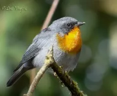 Oreothlypis gutturalis