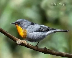 Oreothlypis gutturalis