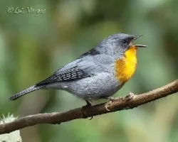 Oreothlypis gutturalis