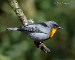 Oreothlypis gutturalis