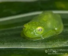 Hyalinobatrachium fleischmanni