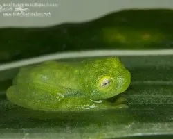 Hyalinobatrachium fleischmanni