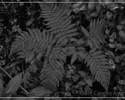Helecho en bn  iii