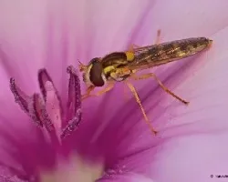 Episyrphus balteatus