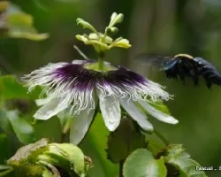 Passiflora y abejorro: ajuste perfecto