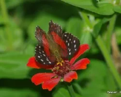 Flor y mariposa 2