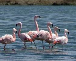 Phoenicopterus chilensis