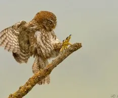 Glaucidium nanum