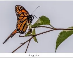 Danaus  plexippus