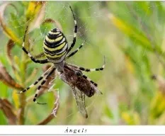 Argiope bruennichi