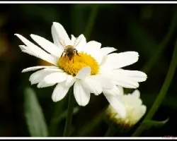 Conversando con margarita