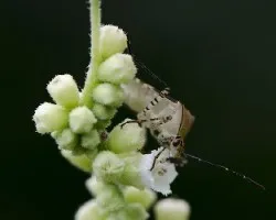 Chinche en flor blanca