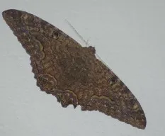 Ascalapha odorata