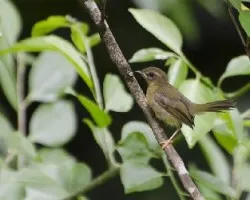 Basileuterus rufifrons