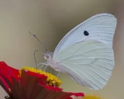 Mariposa en flor roja