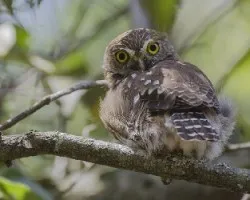 Glaucidium brasilianum