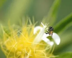 Avispa en flor blanca