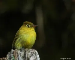 Empidonax flavescens