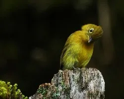 Empidonax flavescens