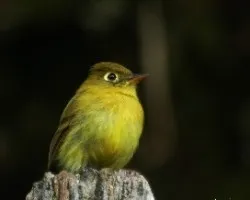 Empidonax flavescens