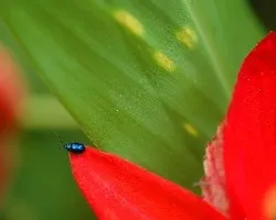 Mariquita azul en pasiflora roja