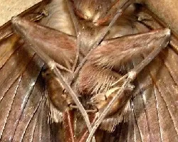 Ascalapha odorata ó erebus odorata