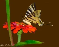 Iphiclides podalirius l.