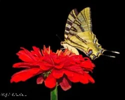 Chupaleche (iphiclides podalirius)