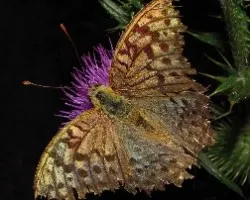 Argynnis paphia