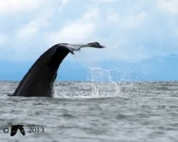 Megaptera novaeangliae