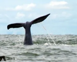 Megaptera novaeangliae