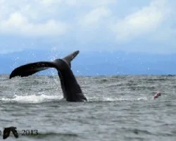 Megaptera novaeangliae