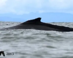 Megaptera novaeangliae