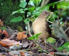 Turdus grayi