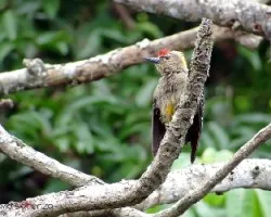 Melanerpes hoffmannii