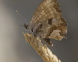 Cacyreus marshalli