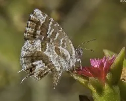 Cacyreus marshalli
