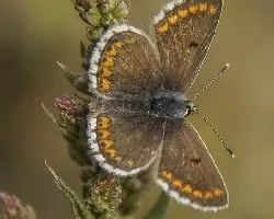 Aricia cramera