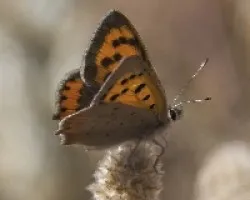 Lycaena phlaeas